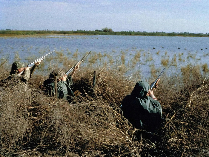 Во время миграции некоторые виды, например белолобый гусь, могут терять до 40–50% своей массы тела! Организм работает на пределе физиологических возможностей...