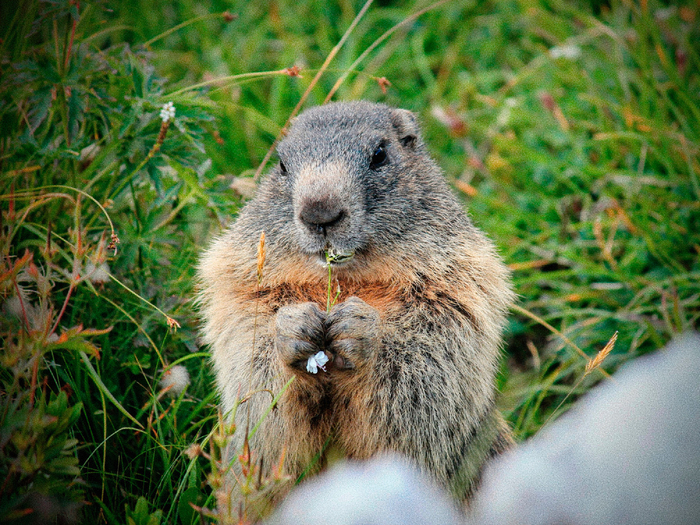 Перед нами проверка моторики рук и баллистики пули, а не охота.