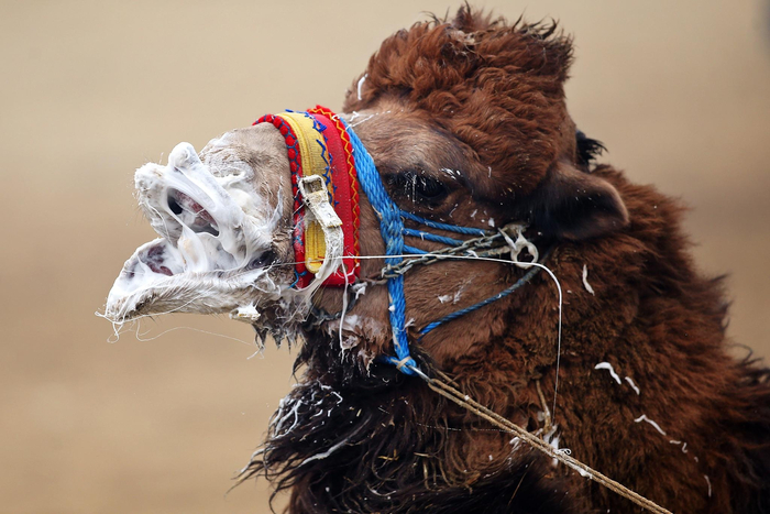 Верблюда сильно разозлили, и он решил всех обплевать (вероятно рядом самка, и он на взводе).