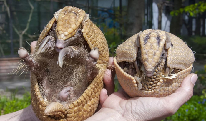 Трёхпоясные броненосцы. Бакуганы от мира животных.