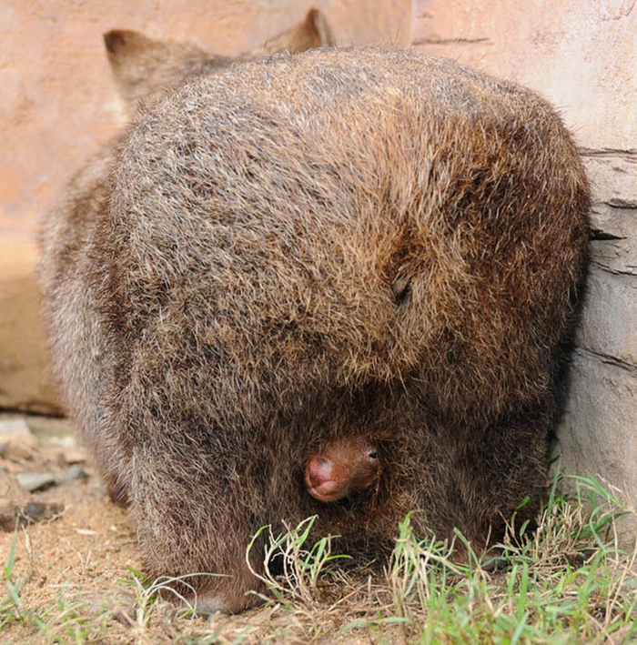 Детёныш вомбата смотрит на вас прямо из...сумки! Да, у вомбатов она в обратную сторону.