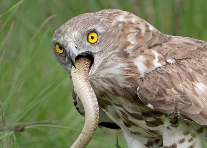 Орёл-змееяд делает гастроскопию. Конечно, на самом деле его просто удачно застали за пожиранием крупной змеи :).