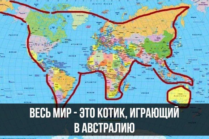 Котик, играющий с мячиком