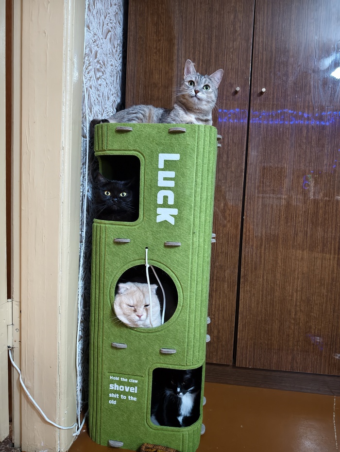 ������ ���