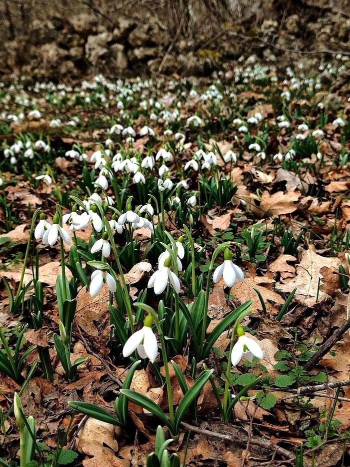 ����. ���� �. ����������.