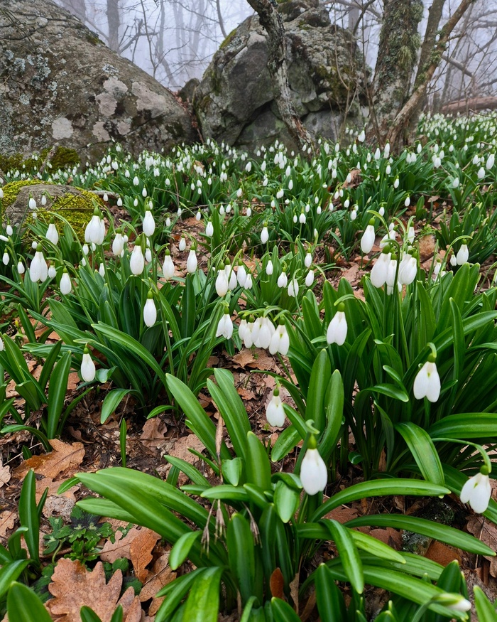 ����, ���� ��-���. ���� �. �������.