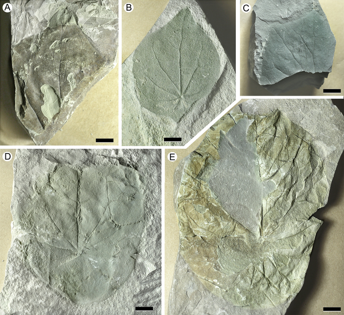 Листья нового вида Menispermites temlyanensis из верхнемеловых-нижнепалеогеновых отложений Чукотки.