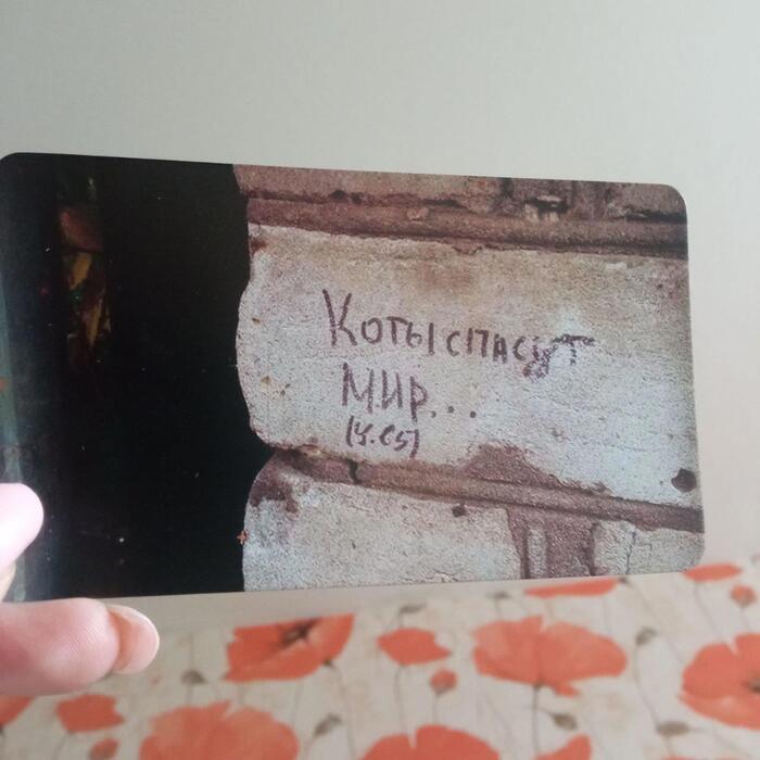 Коты спасут мир