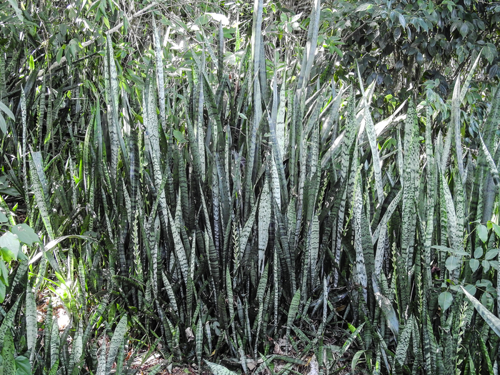 ������� ������� ���������� (�������). ���� � ����� <!--noindex--><a href="https://pikabu.ru/story/tyoshchin_yazyik_13789361?u=http%3A%2F%2Finaturalist.org&t=inaturalist.org&h=36da29dc9fa38f53878b53b1ea8a2c5941d0e9cc" title="http://inaturalist.org" target="_blank" rel="nofollow noopener">inaturalist.org</a><!--/noindex-->.