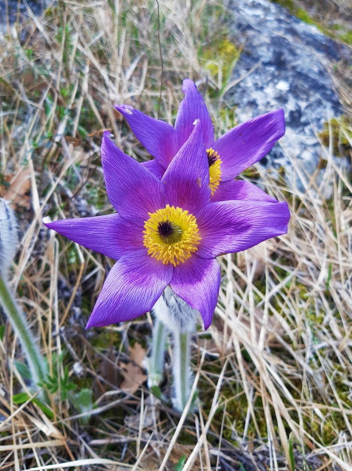 ���� �. ���������.