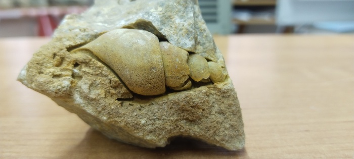 Брюхоногий моллюск Turitella sp