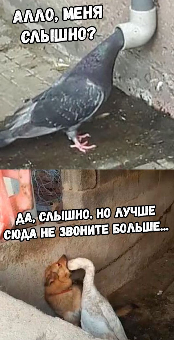 Глухой телефон?