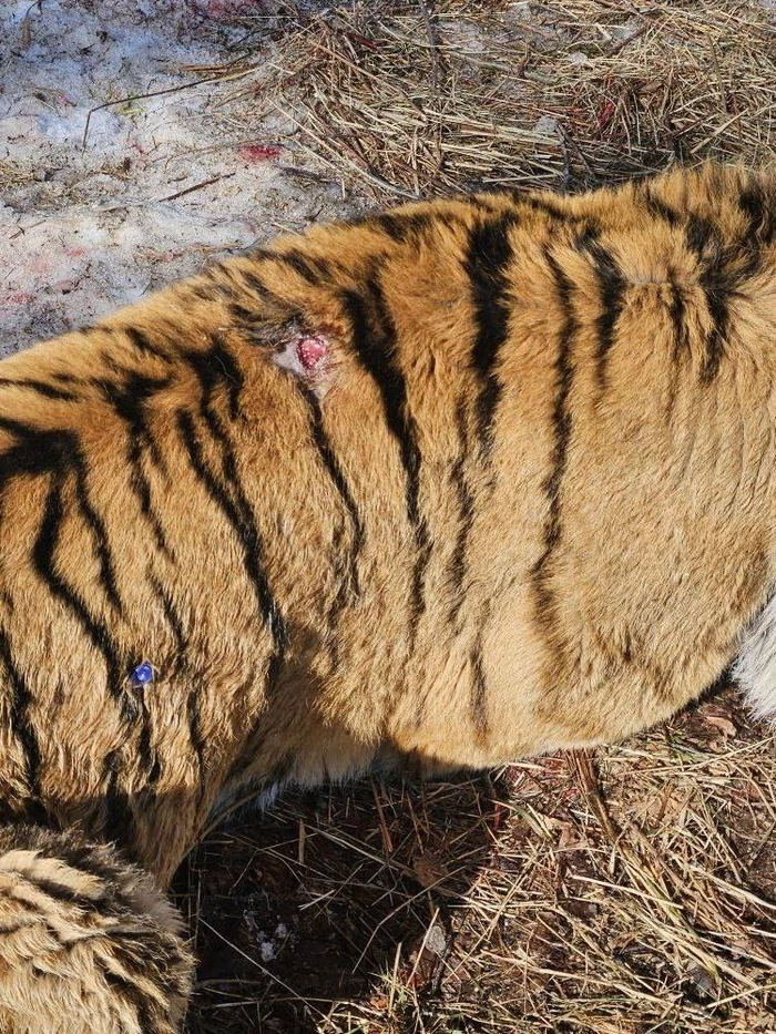 ����<a href="https://pikabu.ru/story/prodolzhenie_posta_tupoe_seno_lezhi_rovno_ne_vidish_chto_li_groznyiy_khishchnik_izvolit_otdokhnut_13778593?u=https%3A%2F%2Ft.me%2Famurtigercenter%2F5983&t=%D0%BE%D1%82%D1%81%D1%8E%D0%B4%D0%B0&h=8bd96cde73190de8b8f60f703fbd1810930edf64" title="https://t.me/amurtigercenter/5983" target="_blank" rel="nofollow noopener"> ������</a>