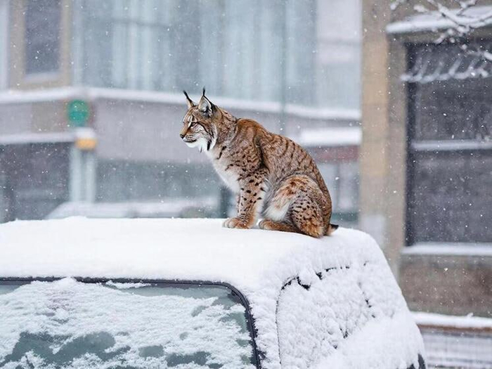 ����<a href="https://pikabu.ru/story/v_izhevske_pogibla_ryis_kotoruyu_dve_nedeli_pyitalis_poymat_i_spasti_13781385?u=https%3A%2F%2Ft.me%2Fminprirody%2F7378&t=%D0%BE%D1%82%D1%81%D1%8E%D0%B4%D0%B0&h=e88876179ce5fd416a4a6dd33a18dfaa09357136" title="https://t.me/minprirody/7378" target="_blank" rel="nofollow noopener"> ������</a>