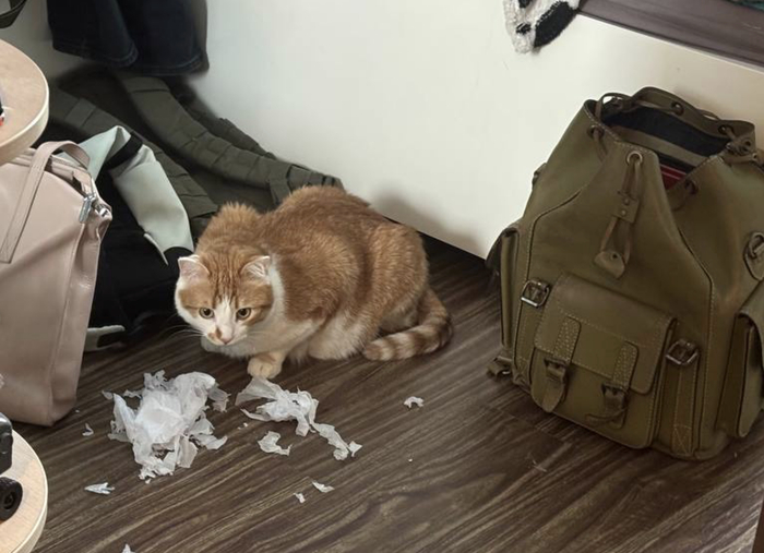 Удалил ваши файлы без возможности восстановления