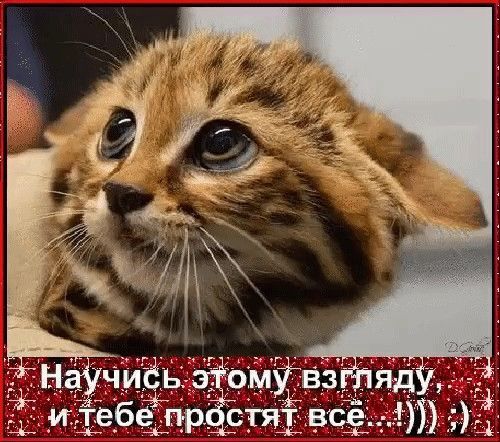 Однокотники прием!