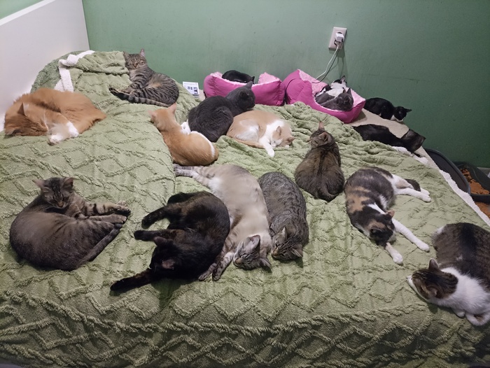 ������� �������