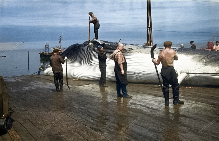 �����: �. ������������