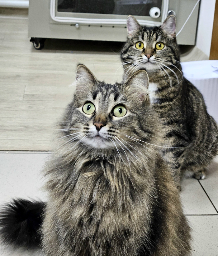 ����� ������� ������ ��������