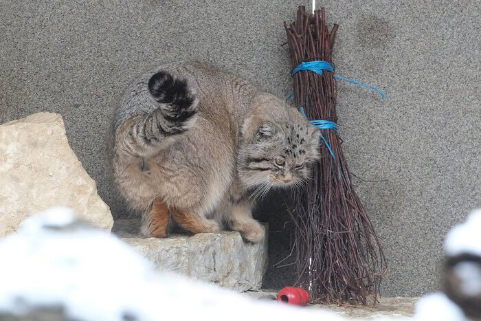 ��� ���������,  ��� ���������