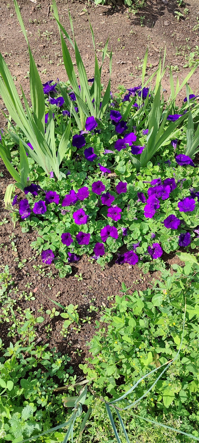 � ��� ����� ����� �������� ��� �� ����, ���� ������� (�� ���� ����), ������ �������, ���������� �� �����