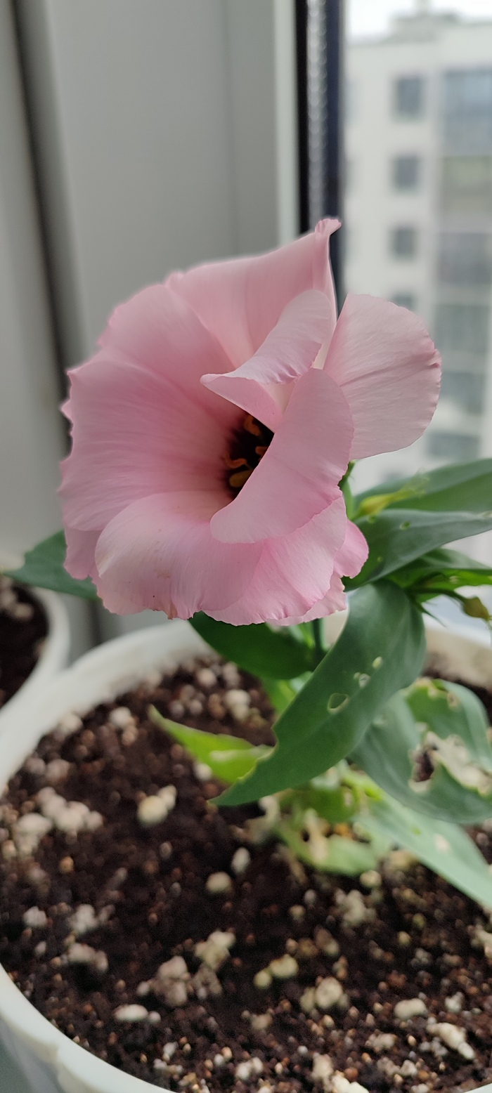 �������� �������, ������������ �� ��������� ������� � ��������