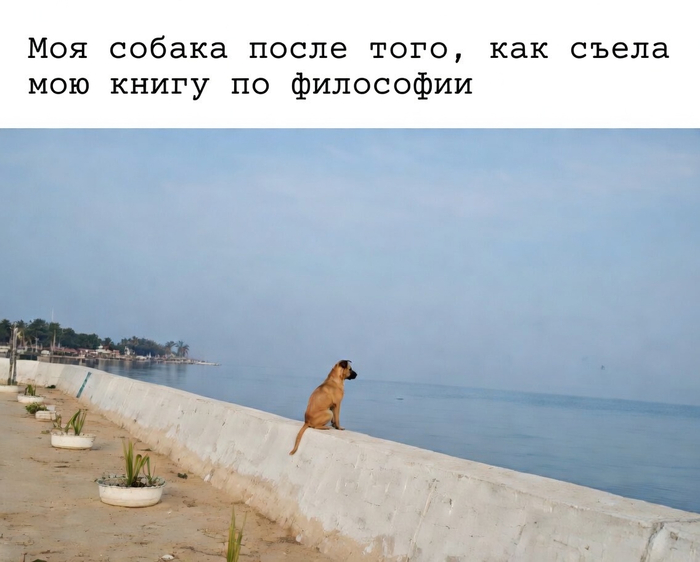Философия собаке вредна