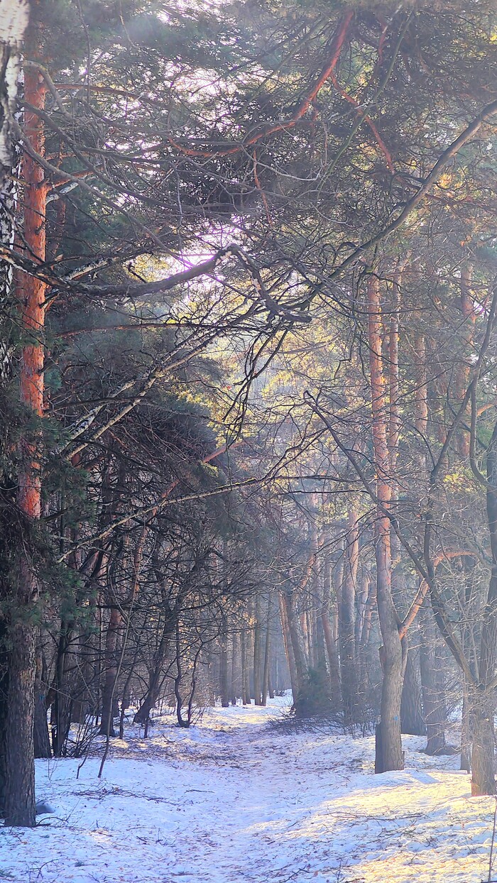 тропинка вдоль южной опушки. Зимой вдоль этой опушки прокладывают лыжню