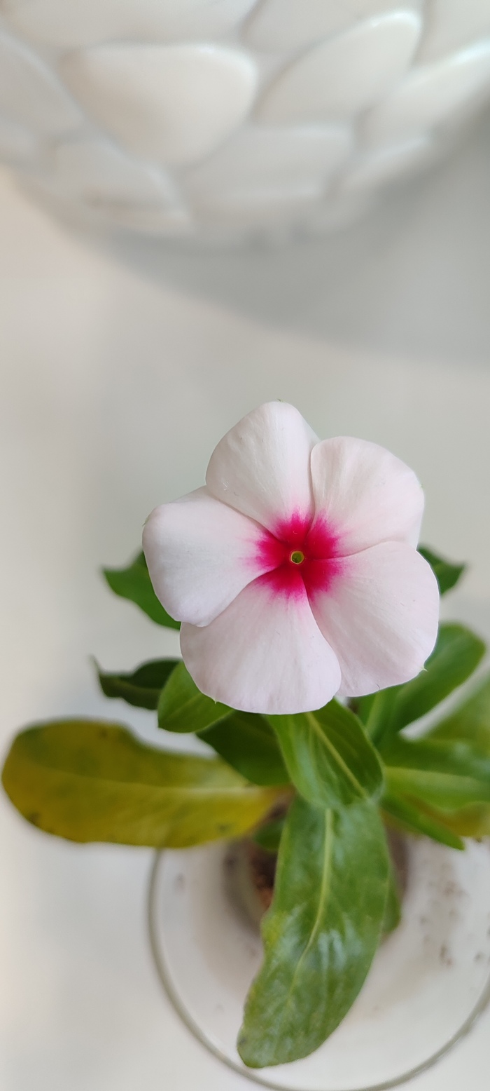 ���� ������� ������� � �����������, ���� ����������)