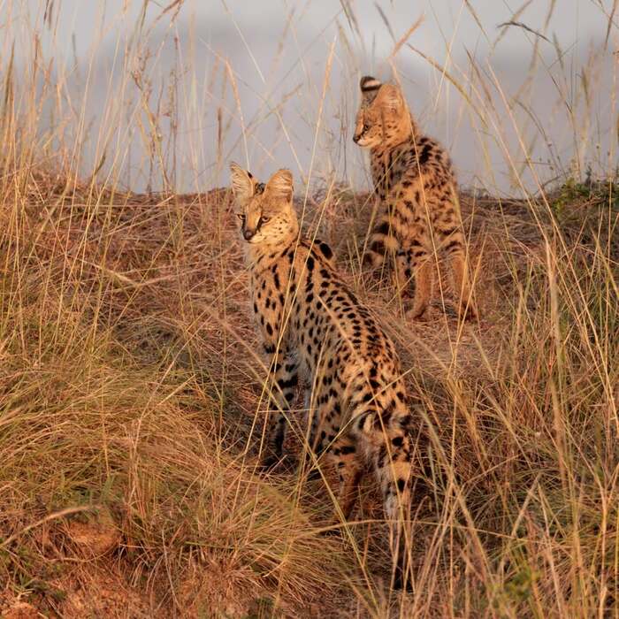 ����� ������� � �������