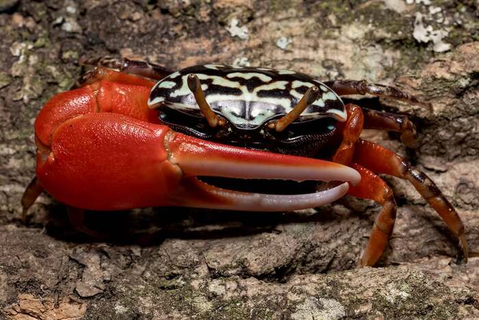 ����-������� Paraleptuca splendida