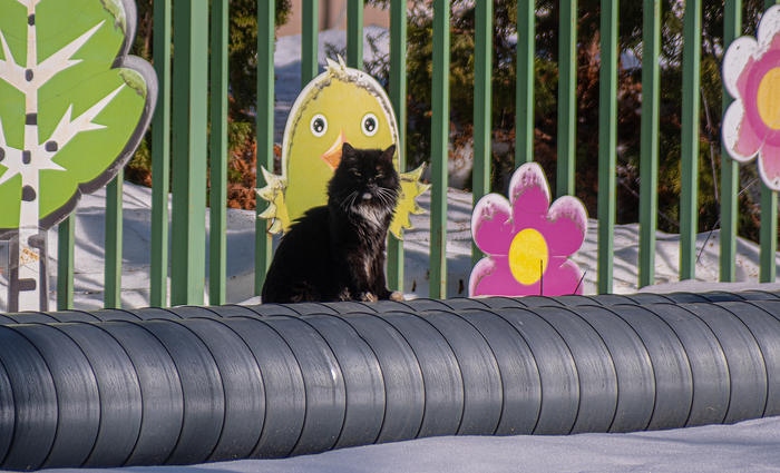 Начальник теплотрассы