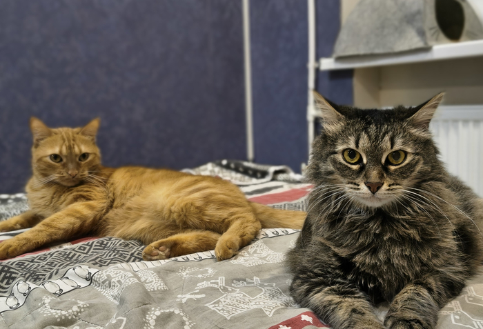 ��� ��� ��� ��������� ����������, ������� �� ���� ����� ��� �� �����. "���" �����.