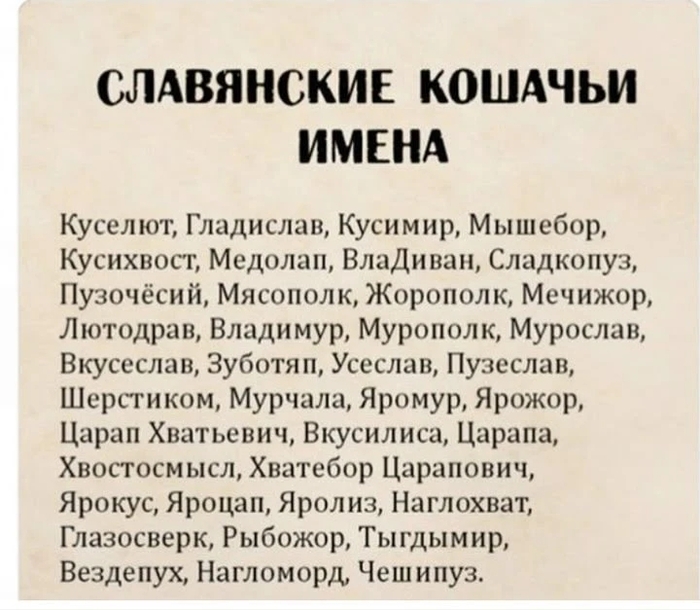 Мой выбор - Мышебор