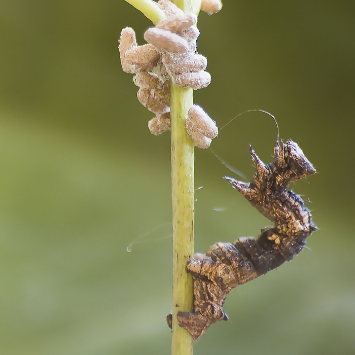 ������������� �������� ��� �������� ���������