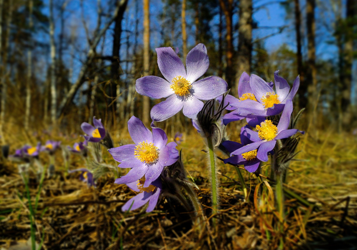 ����: ������ ������ <a href="https://pikabu.ru/story/pervotsvetyi_13793646?u=https%3A%2F%2Frtraveler.ru%2Fphoto%2F1481915%2F%3Feditorial_photos%3D1&t=%D0%BE%D1%82%D1%81%D1%8E%D0%B4%D0%B0&h=724156be5e22bc770d3dc2671448b855618b6d28" title="https://rtraveler.ru/photo/1481915/?editorial_photos=1" target="_blank" rel="nofollow noopener">������</a>