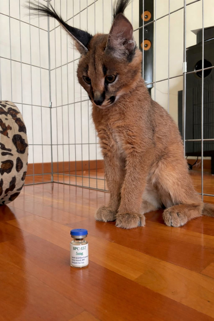 ��� ������������ ������ ���� � � ������� BPC-157