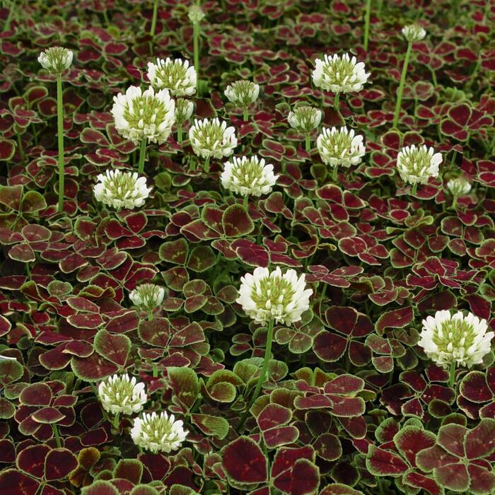 ���� ������� ������ � ���������� �������� � 4-5 ����������. ���� � ����� <!--noindex--><a href="https://pikabu.ru/story/den_svyatogo_patrika_13796094?u=http%3A%2F%2Fstepables.com&t=stepables.com&h=a5f1c52674748aebdaedccf7d9a5f912af11254f" title="http://stepables.com" target="_blank" rel="nofollow noopener">stepables.com</a><!--/noindex-->.