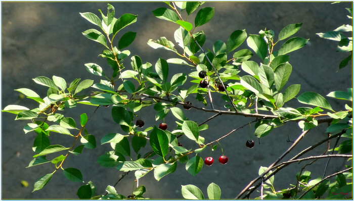 �������� �����