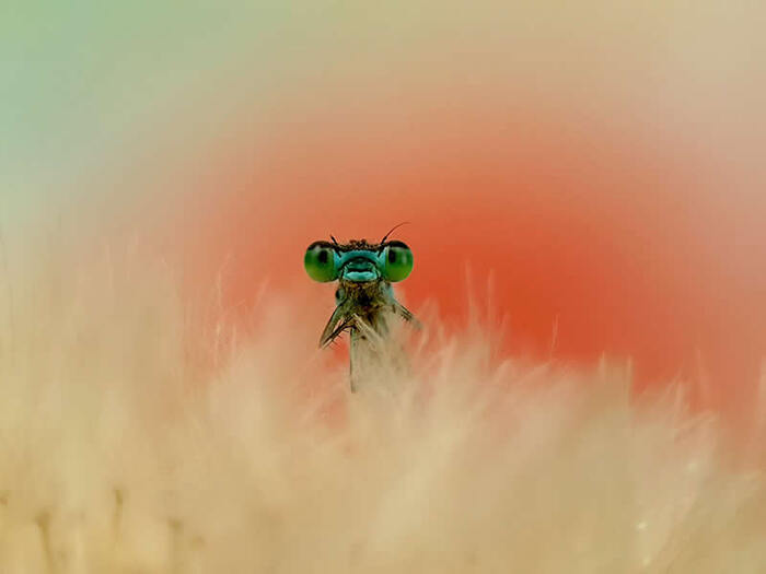 ����� (Fabio Sartori)