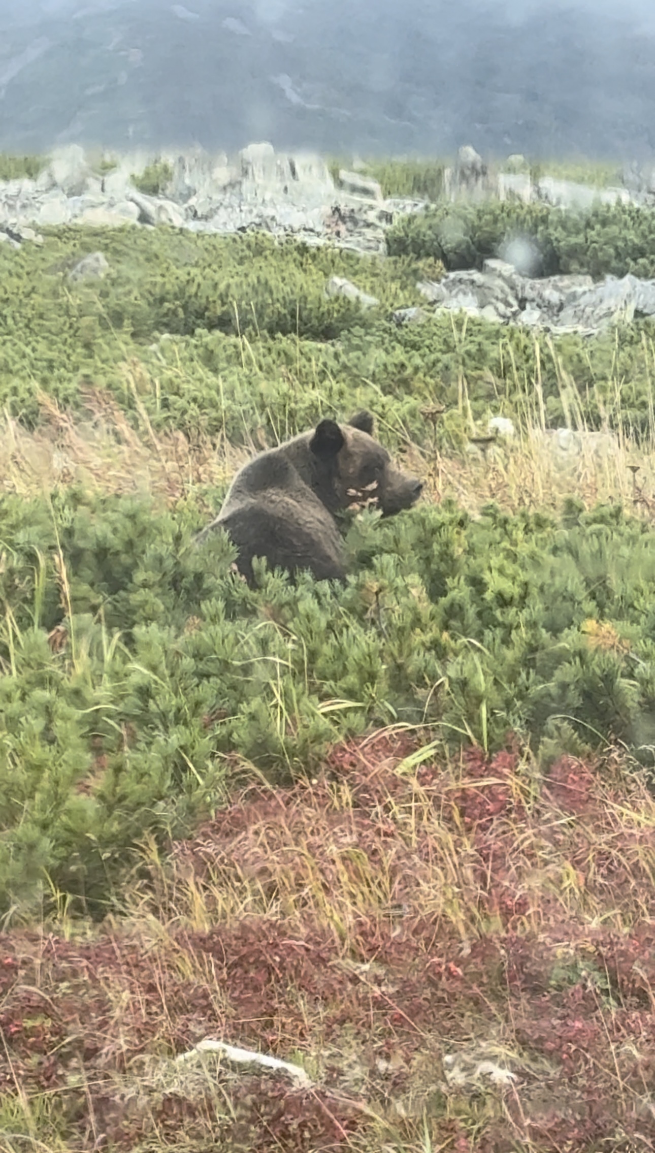 A Meteorologist's Notes: How My Husband Was Almost Eaten by a Bear - My, Weather station, Headland, Meteorologists, Magadan Region, The Bears, Sea of ??Okhotsk, Magadan, wildlife, Longpost