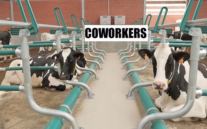 ��� ������ ���