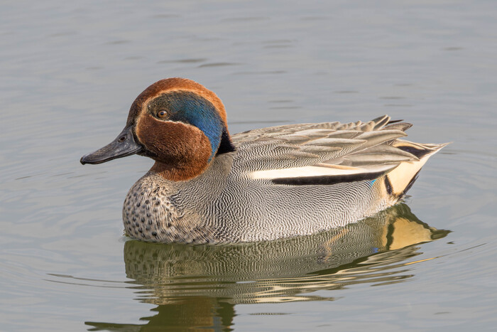 (���� �� �������� ��� ������� ��������)