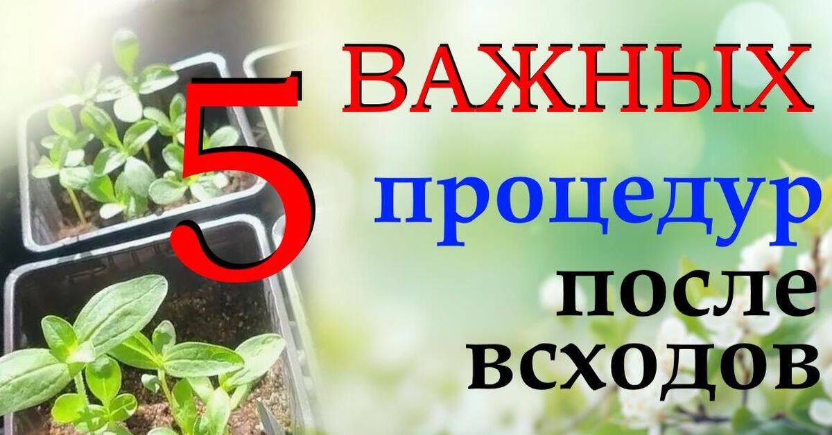 Seedlings will be strong: 5 important procedures after emergence - My, Garden, Gardening, Garden, Dacha, House, Priming, Soil, Seedling, Growing, Plant growing, Home construction, Video, Rutube