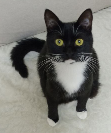 ����������� ������������ ����