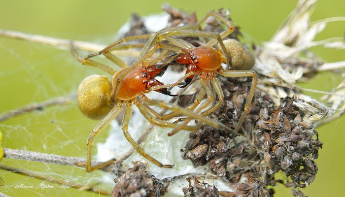����������� ������� ���� (Cheiracanthium punctorium)