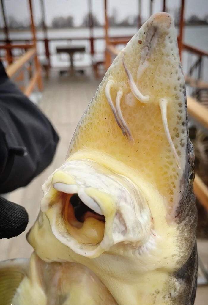 � ���, ����� ����� ��������. 