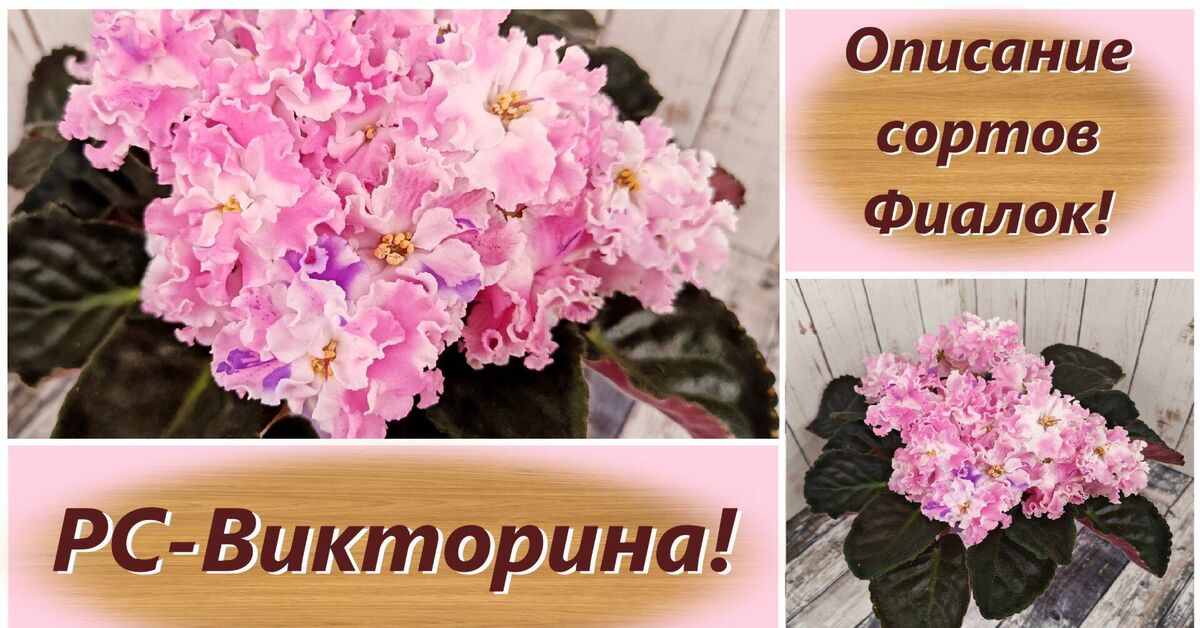 Description of Violet Varieties! RS-Quiz! - Series Varietal violets, My, Violets, Saintpaulia, Gardening, Plant growing, Plants, Bloom, Growing, Variety, Floriculture, Entertaining botany, Houseplants, Video, Rutube