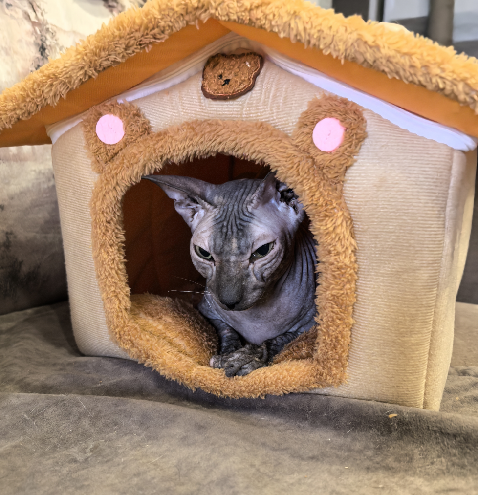Cleopatra - cat, Tricolor cat, Sphinx