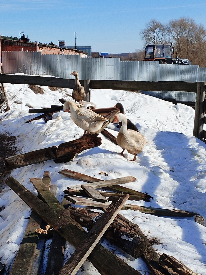 Чака гуляет с гусынями